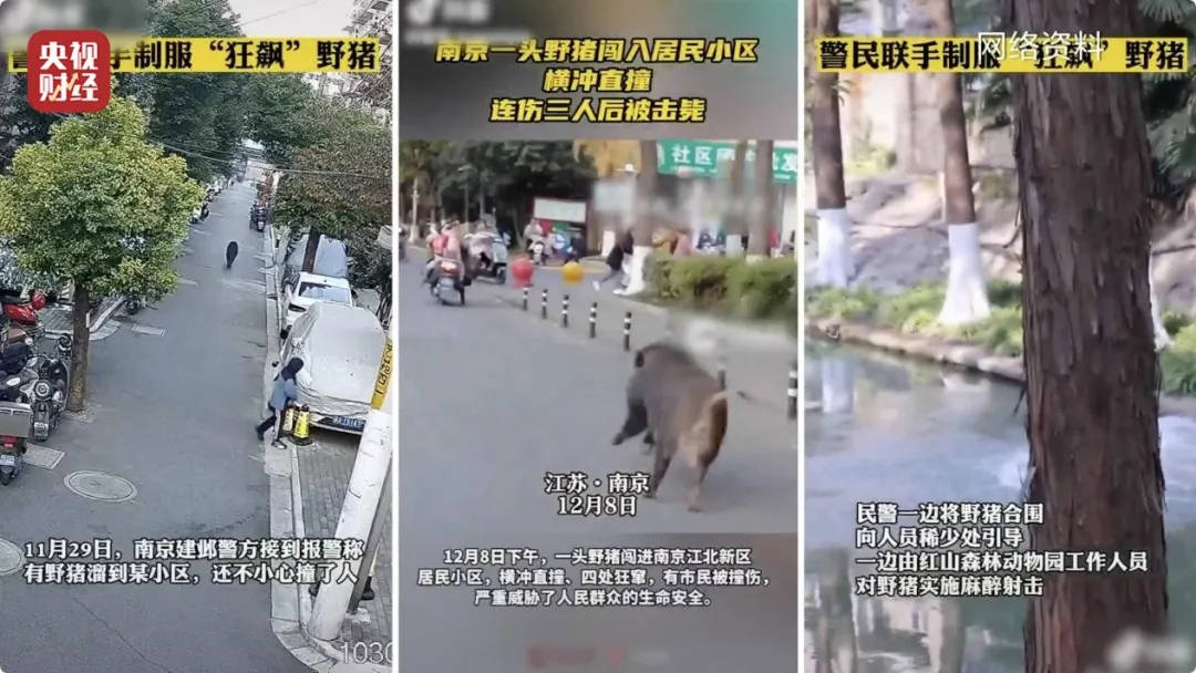 有极强攻击性！警方确认：当场击毙